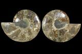 Bargain, Cut & Polished Ammonite Fossil - Madagascar #148066-1